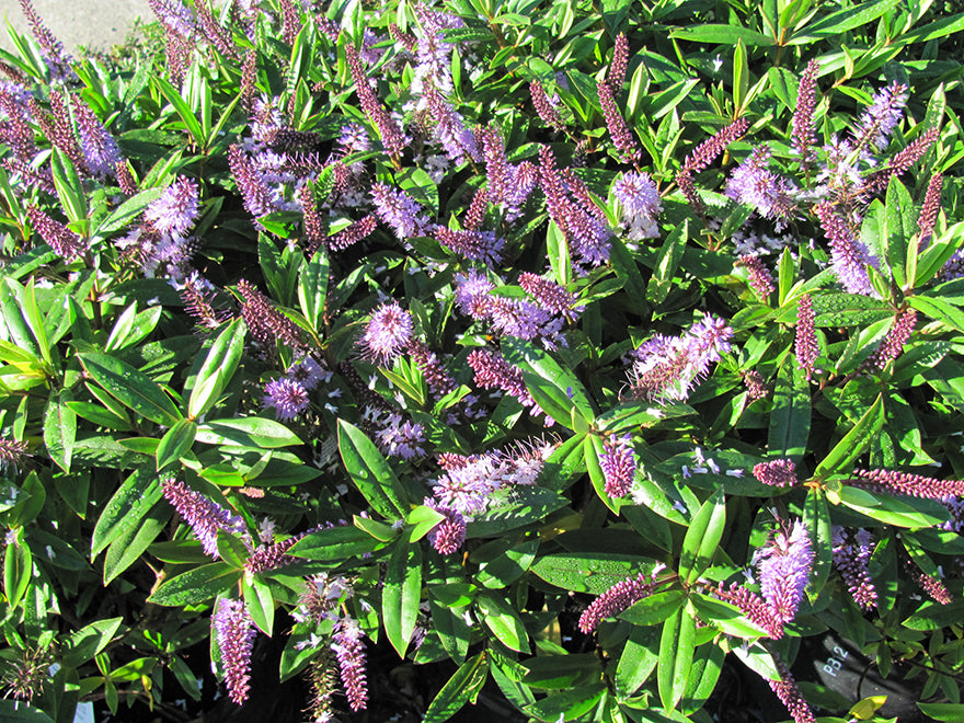 25x Hebe Totara Blue - $4.99 each