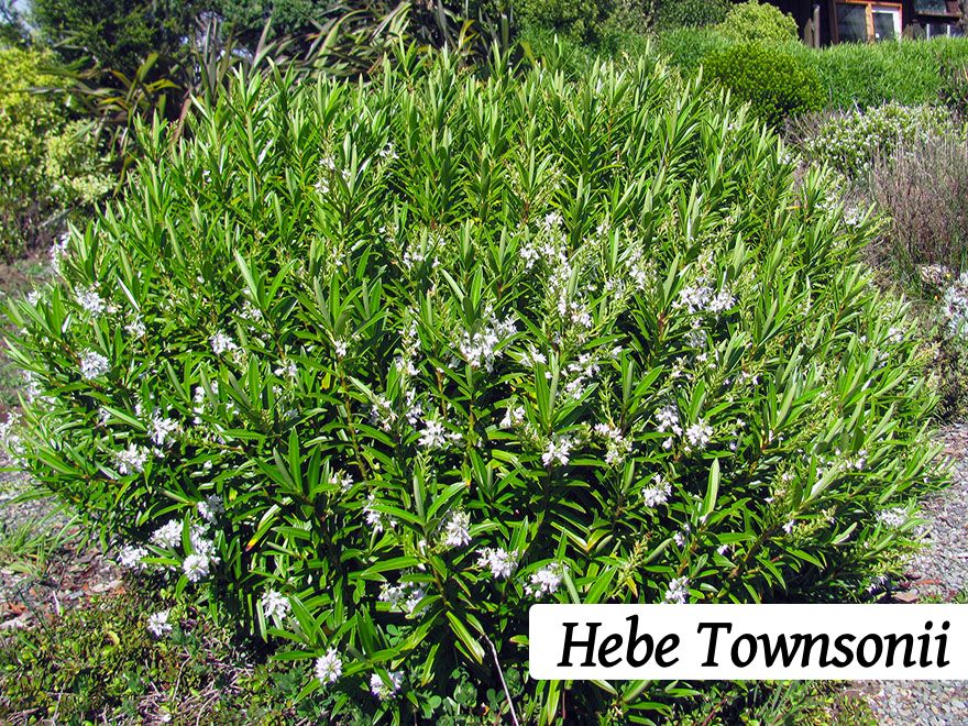50x Hebe Combo - Favourites - $3.99 each