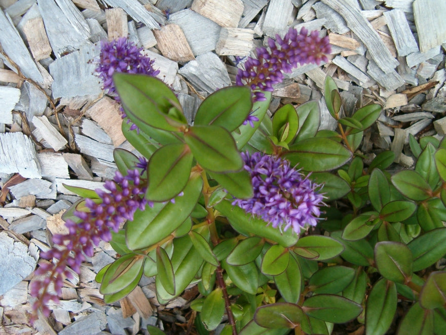 10x Hebe Violet Miekle - $1.99 each