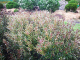 5x Hebe Waikiki- $5.99 each