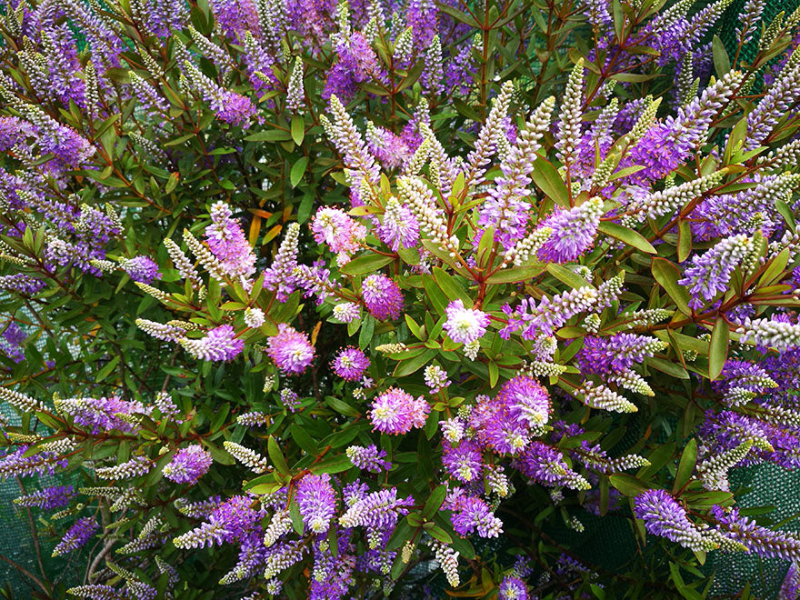 5x Hebe Waikiki- $5.99 each