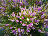 5x Hebe Waikiki- $5.99 each