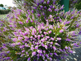 5x Hebe Waikiki- $5.99 each