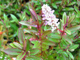 5x Hebe Waikiki- $5.99 each