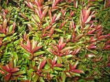 5x Hebe Waikiki- $5.99 each