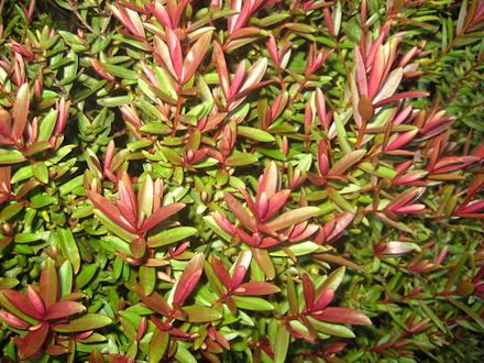 5x Hebe Waikiki- $5.99 each