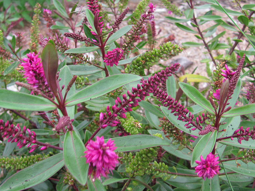 100x Hebe Wiri Blush - $3.99 each