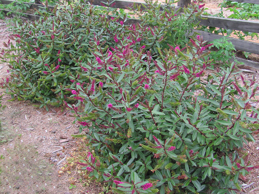 25x Hebe Wiri Blush - $4.99 each