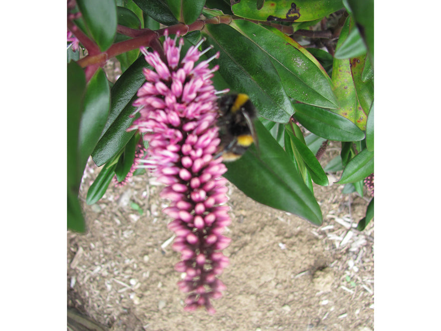 100x Hebe Wiri Blush - $3.99 each