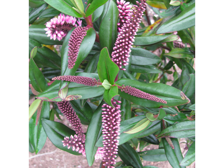 100x Hebe Wiri Blush - $3.99 each