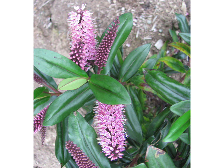 10x Hebe Wiri Blush - $1.99 each