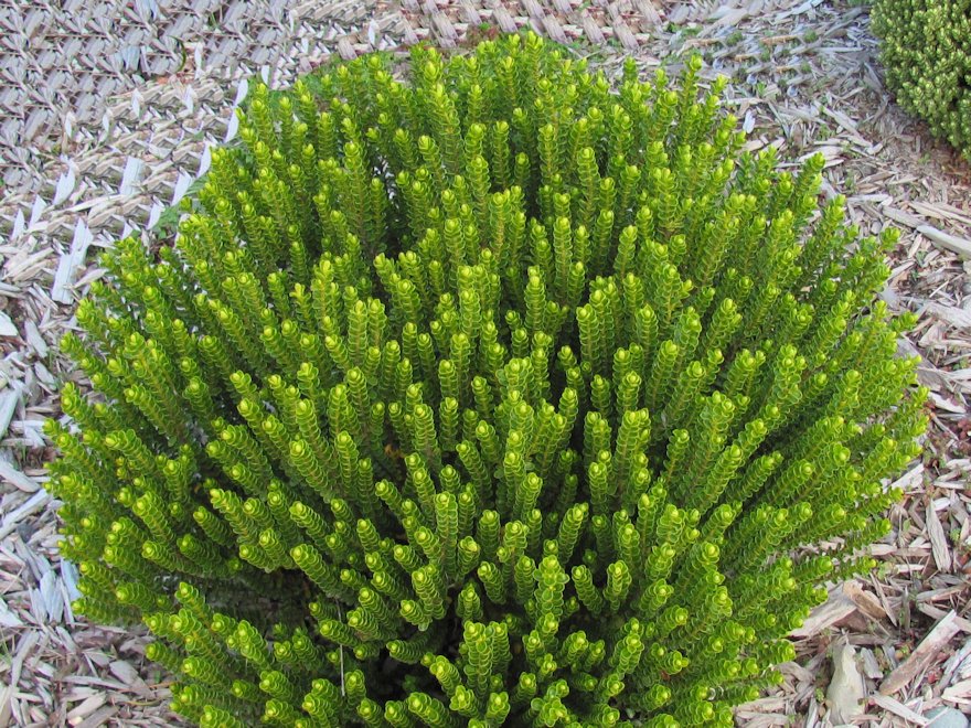 25x Hebe Wiri Cloud - $4.99 each