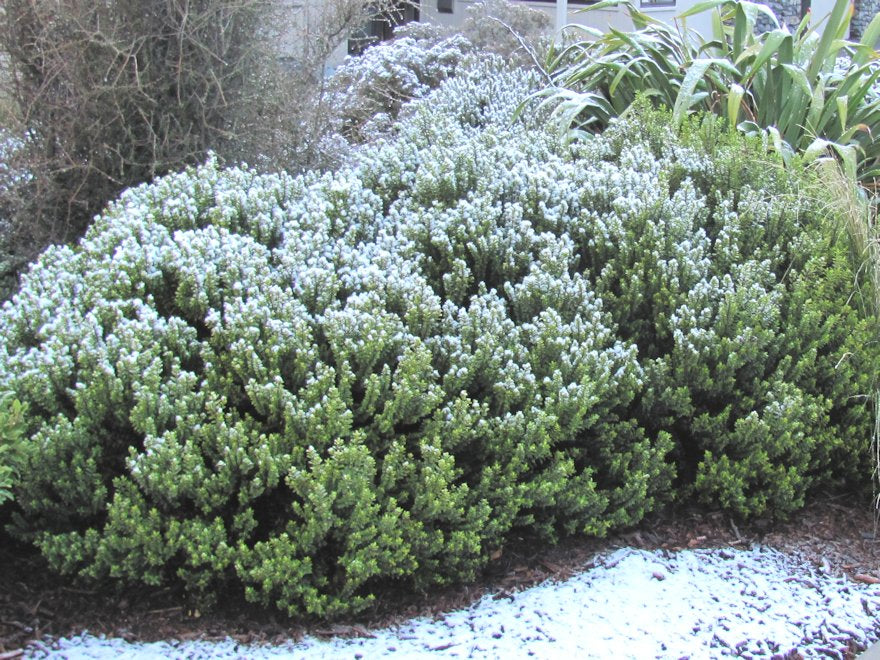 25x Hebe Wiri Cloud - $4.99 each