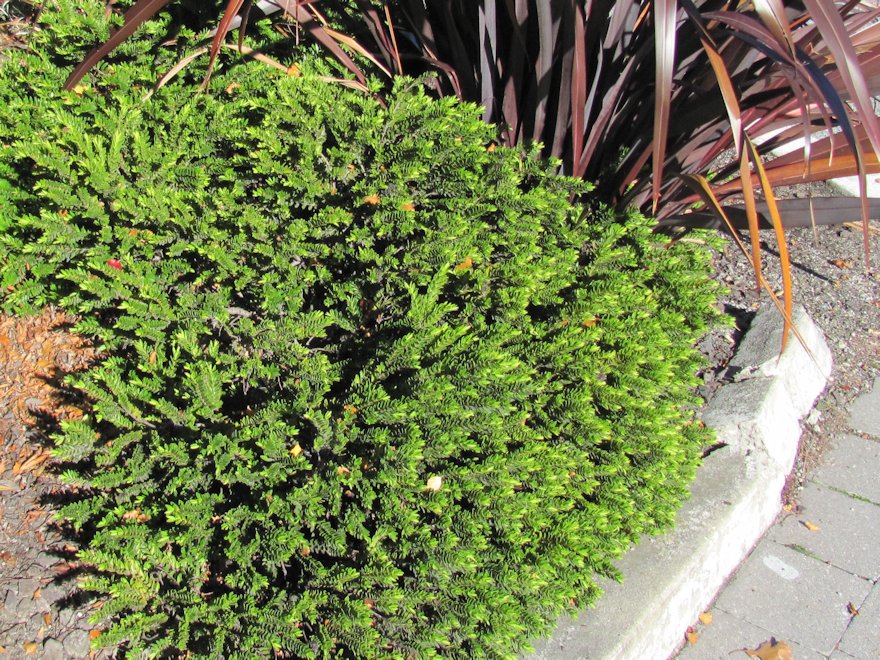 5x Hebe Wiri Cloud - $5.99 each