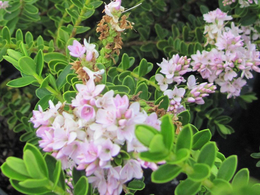 25x Hebe Wiri Cloud - $4.99 each