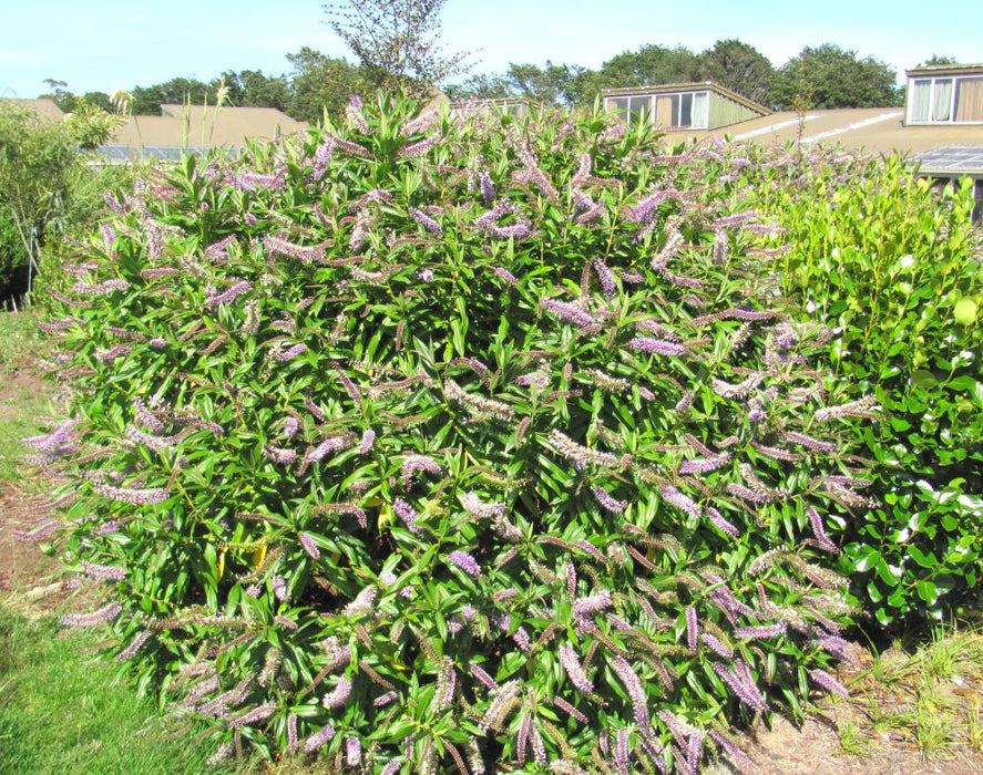 5x Hebe Wiri Grace - $5.99 each