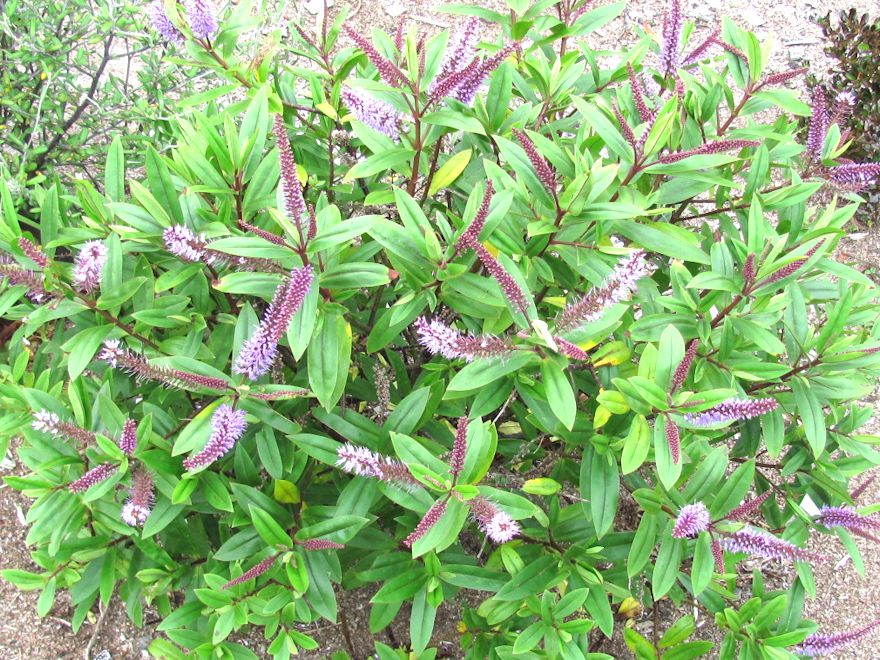 100x Hebe Wiri Grace - $3.99 each