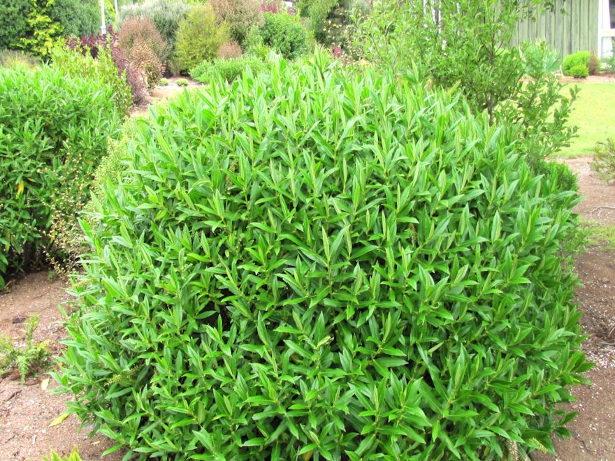 100x Hebe Wiri Grace - $3.99 each