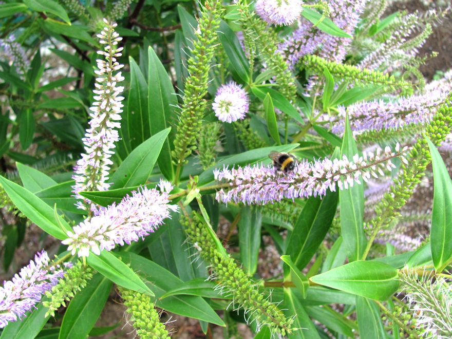 100x Hebe Wiri Grace - $3.99 each