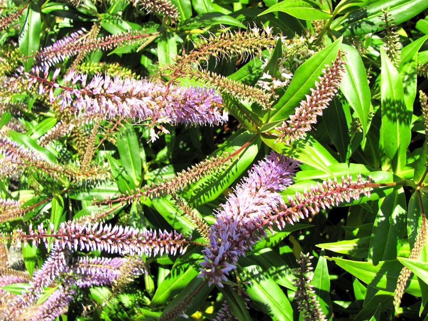 5x Hebe Wiri Grace - $5.99 each