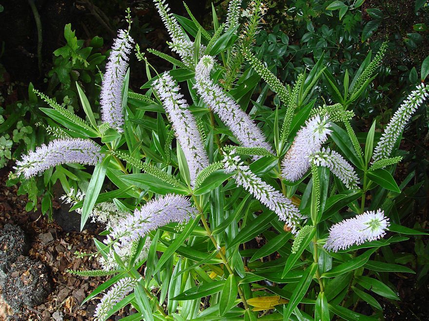 100x Hebe Wiri Grace - $3.99 each