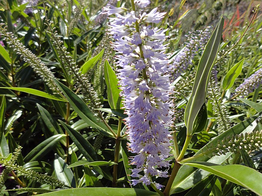 100x Hebe Wiri Grace - $3.99 each