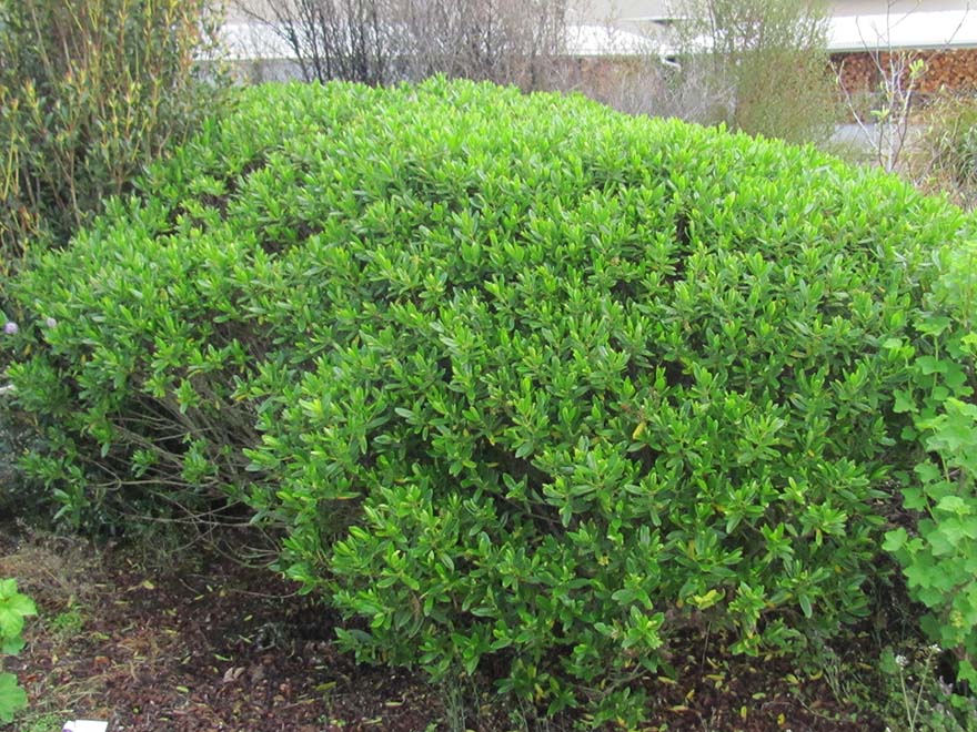 50x Clearance Native Combo - $1.99c each - Super Cheap