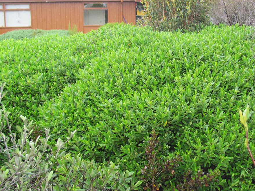 100x Clearance Native Combo - $1.99c each - Super Cheap