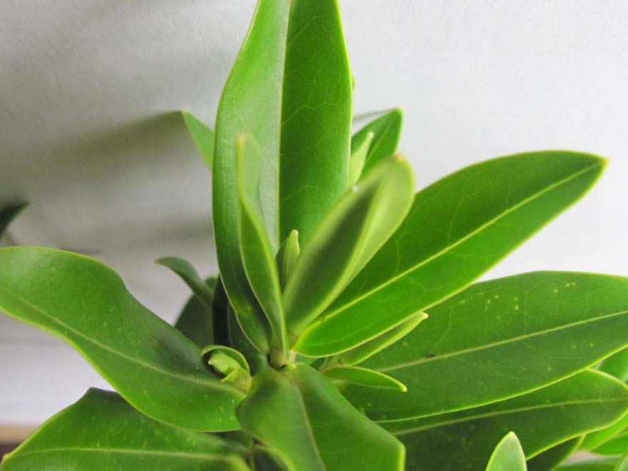 100x Hebe Wiri Image - $1.99 each