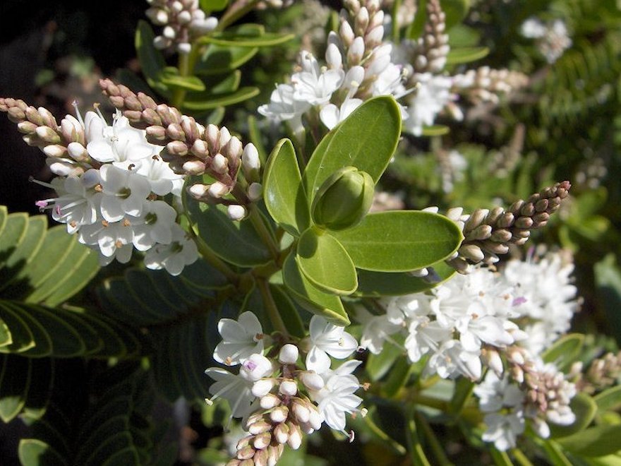 25x Super Flowering Combo  - $4.99 each