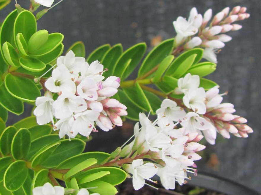 5x Hebe Wiri Mist - $5.99 each