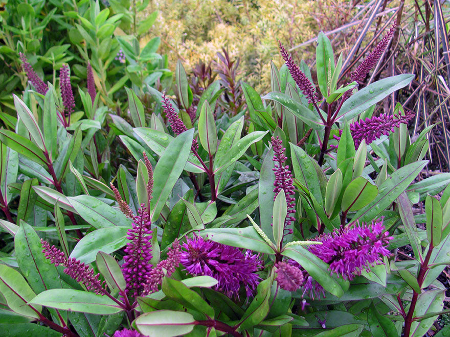 25x Hebe Wiri Prince - $2.99 each