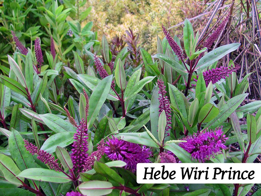 25x Super Flowering Combo  - $4.99 each