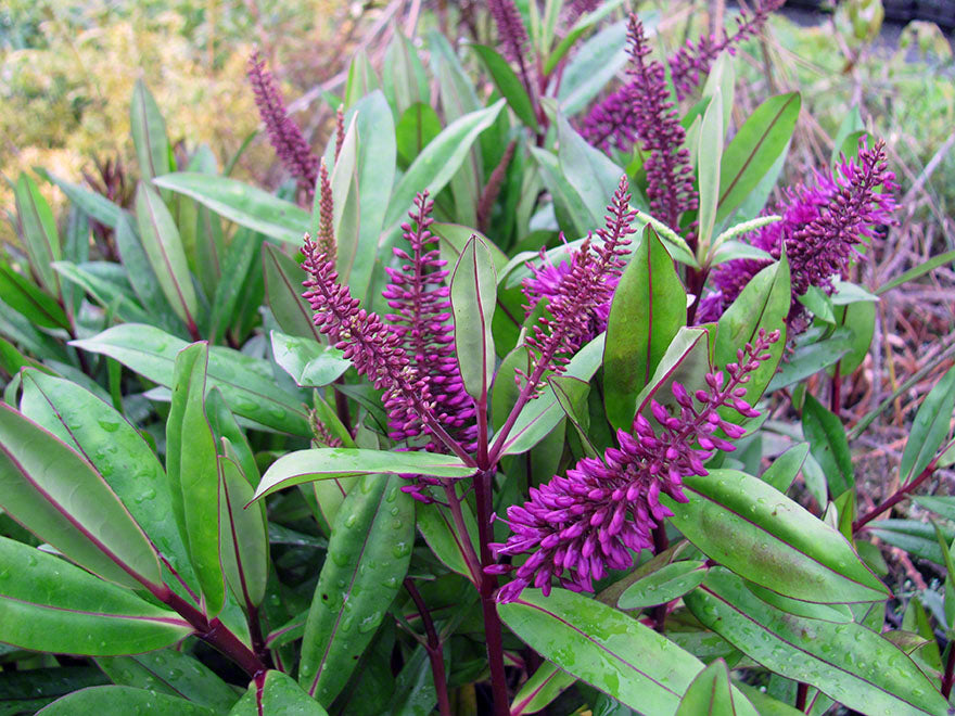 25x Hebe Wiri Prince - $2.99 each