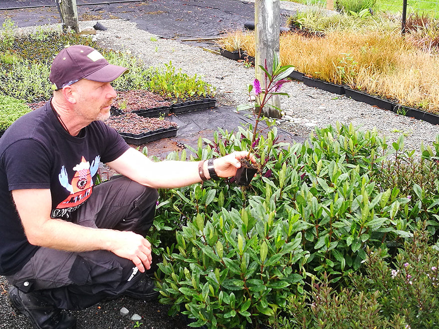 100x Hebe Wiri Prince - $3.99 each