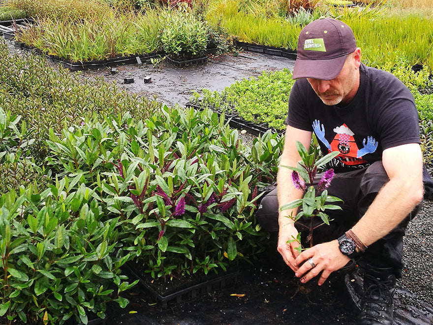 5x Hebe Wiri Prince - $2.99 each