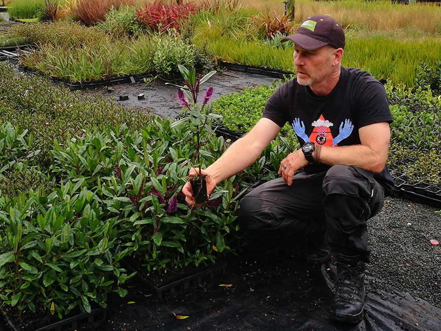 100x Hebe Wiri Prince - $3.99 each