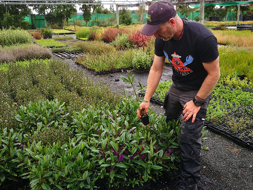 100x Hebe Wiri Prince - $2.99 each