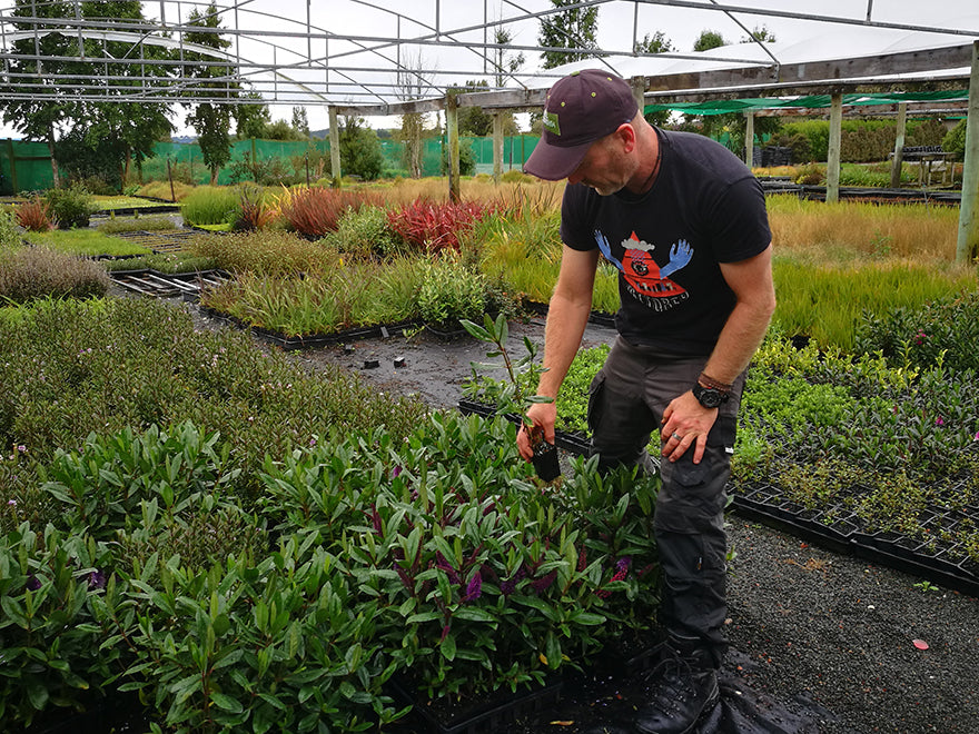 5x Hebe Wiri Prince - $2.99 each