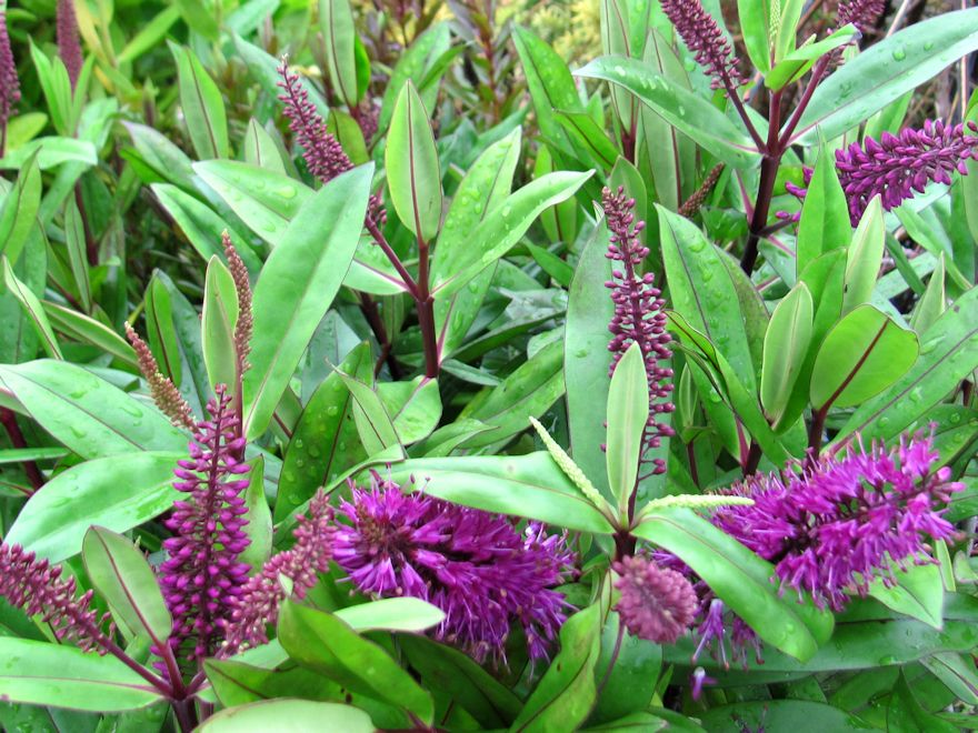 100x Hebe Wiri Prince - $3.99 each