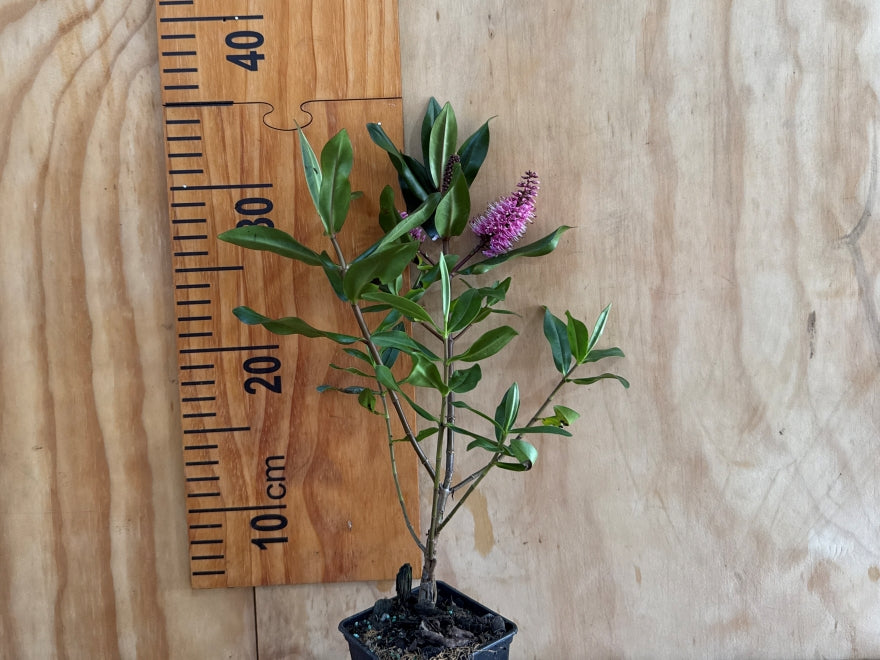 5x Hebe Wiri Vogue - $5.99 each