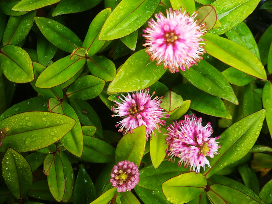 5x Hebe Wiri Vogue - $5.99 each