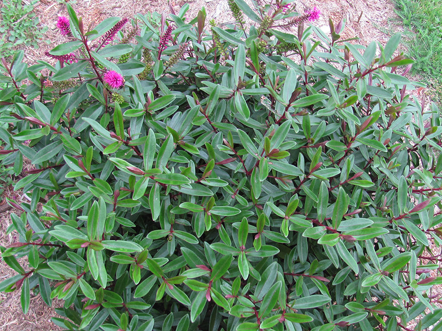 10x Hebe Wiri Blush - $1.99 each