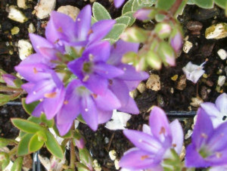 100x Hebe Youngii - $1.99 each