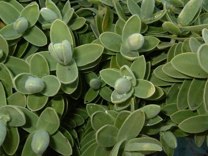 Hebe Allanii