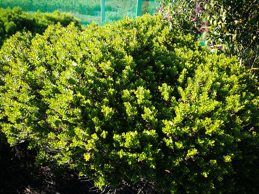 25x Hebe Brachysiphon - $2.99 each