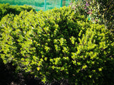 5x Hebe Brachysiphon - $5.99 each