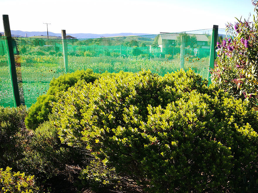 5x Hebe Brachysiphon - $5.99 each