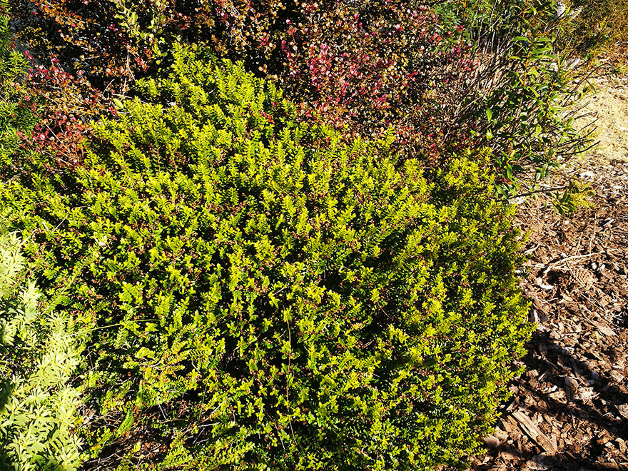 5x Hebe Brachysiphon - $5.99 each