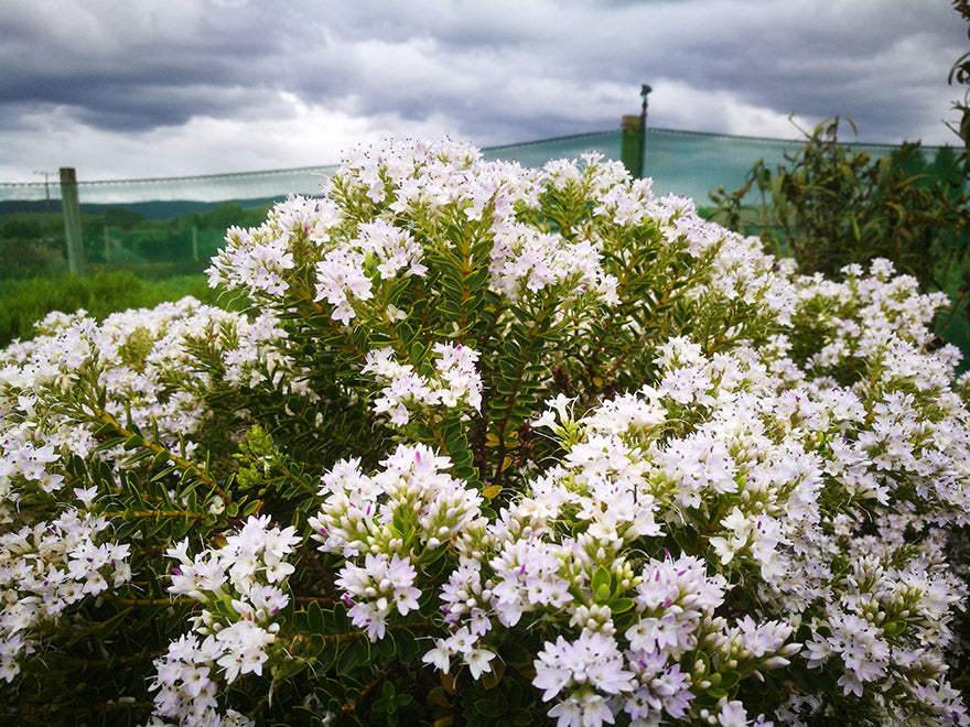 25x Hebe Brachysiphon - $2.99 each